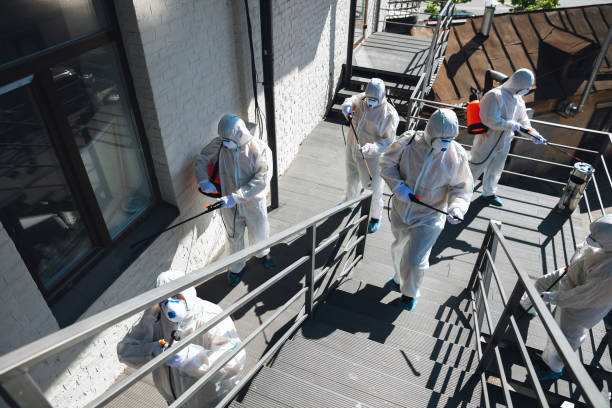 Best Black Mold Removal  in Grayson, KY