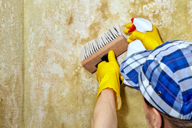 Best Mold Odor Removal Services  in Grayson, KY