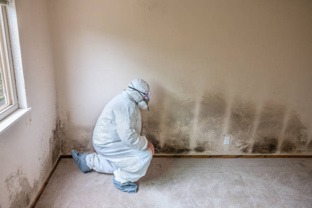 Best Emergency Mold Remediation  in Grayson, KY