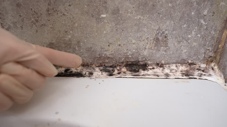 Best Mold Documentation for Insurance Claims  in Grayson, KY